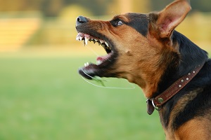 Angry dog with bared teeth