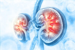 medical illustration of kidneys