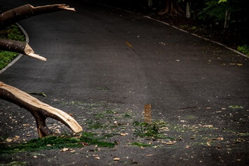 broken tree limb in the road creating hazard for motorcycle rider