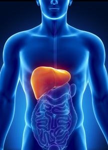 car accident liver injuries