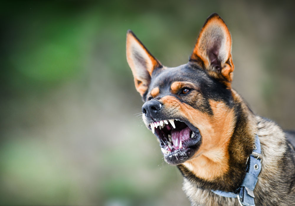 kentucky dog bite lawyers in louisville