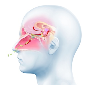 medical illustration of sense of smell